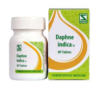Daphne indica 1x