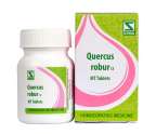 Quercus robur 1x