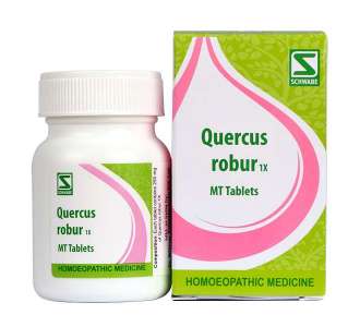 Quercus robur 1x